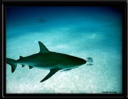  Bahamas by Joanne Fraser 